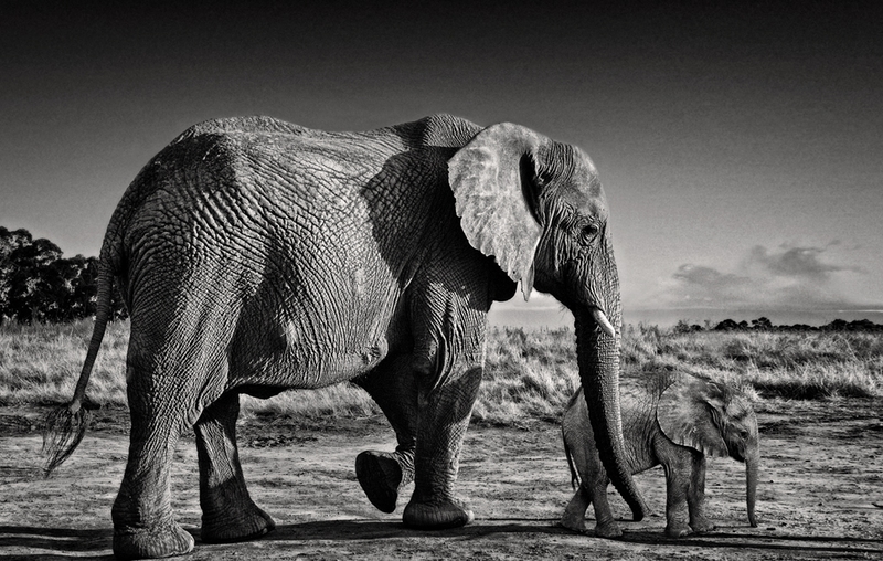 580 - AFRICAN ELEPHANTS - SHERREN PAM - united kingdom.jpg